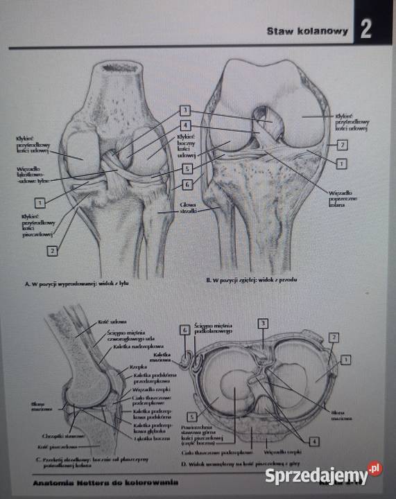 Kolorowanka Anatomia Nettera plik pdf Radom sprzedam