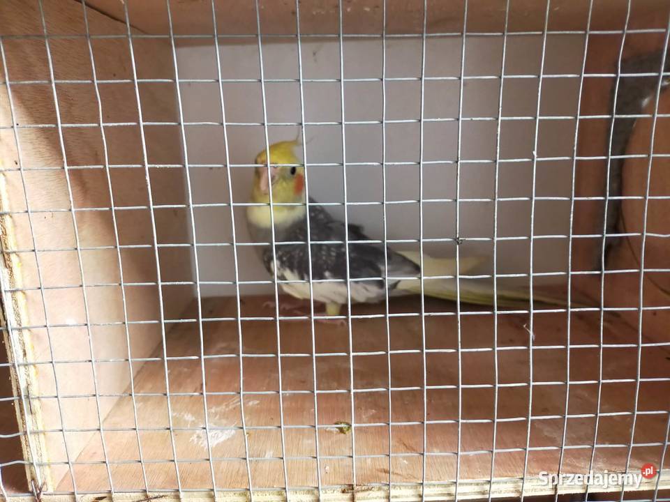 Sprzedam papugi Nimfy wielkopolskie Boruja sprzedam