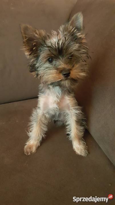 SPRZEDAM YORKA 4 MIESIĘCZNEGO mazowieckie Warszawa