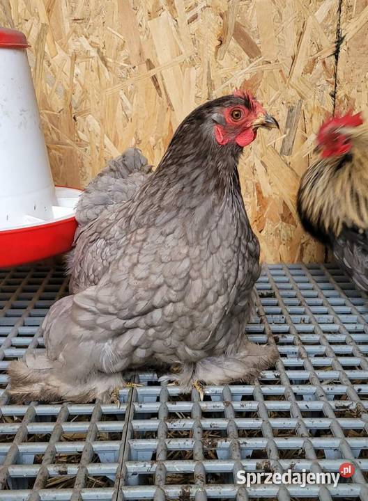 Sprzedam kochinu miniaturowe i koguta silki