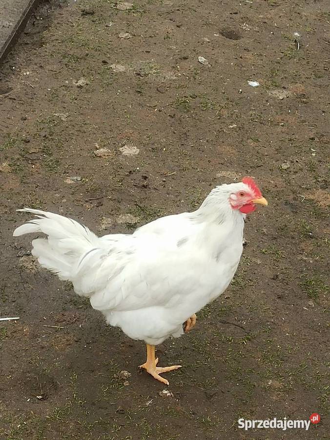 Koguty zargodowe i koguty liliputki lubelskie