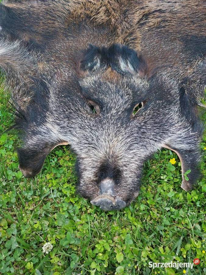 Dzik Skóra z Dzika Dekoracyjna Trofeum Skóry z Szaflary