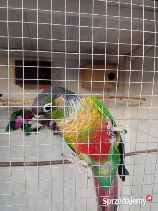 sprzedam Rudosterki Ptaki wielkopolskie Tarnówko