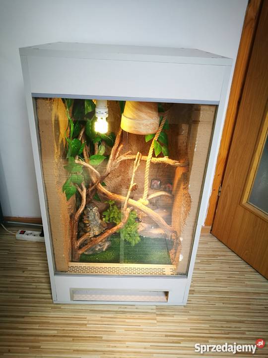 Kameleon jemeński terrarium Włocławek sprzedam