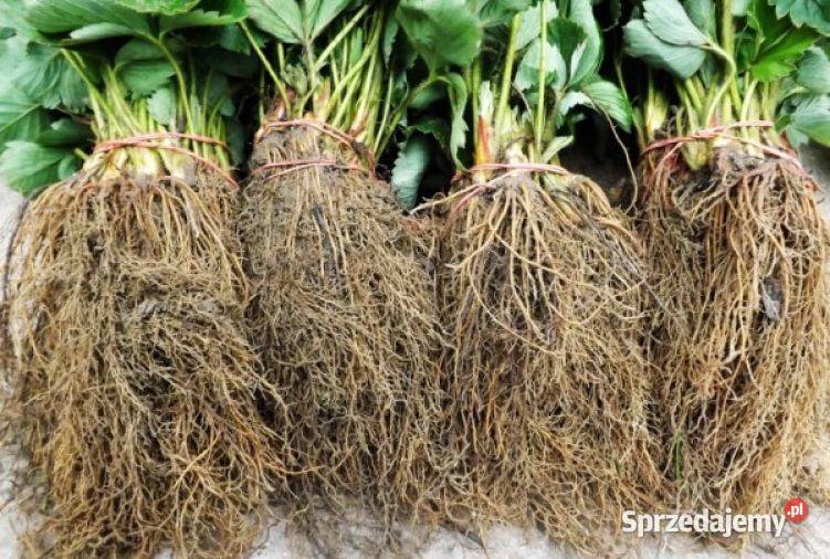 Sadzonki truskawek Rumba wysyłka lubelskie Puławy