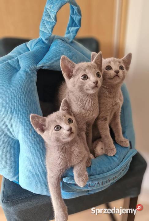 Kot rosyjski niebieski Kraków