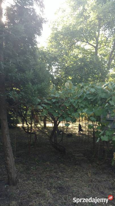 Działka ROD Warszawa Jedność 500 m2 na