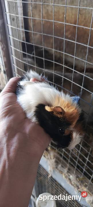 Świnka morska gładkowłose rozetki i inne śląskie Jastrzębie-Zdrój