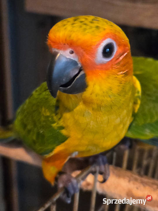 Konura słoneczna konury słoneczne