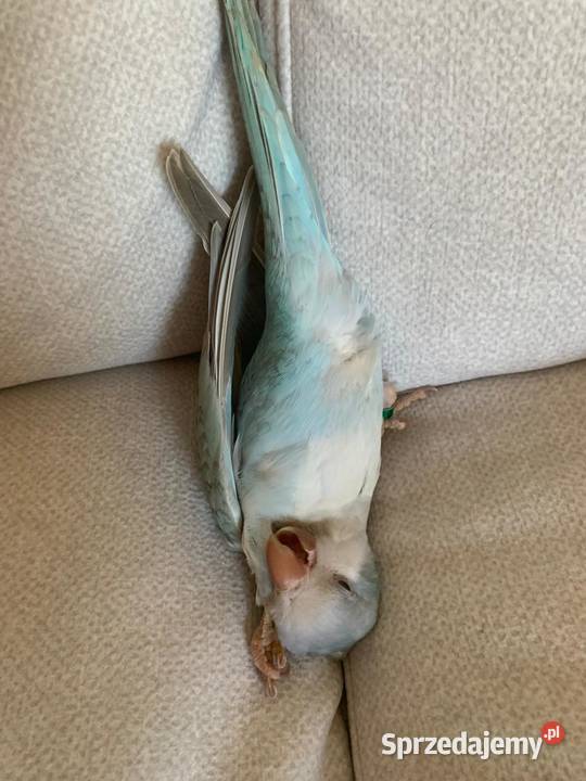 Papuga Blue nicromus nizinny z klatką Ptaki sprzedam