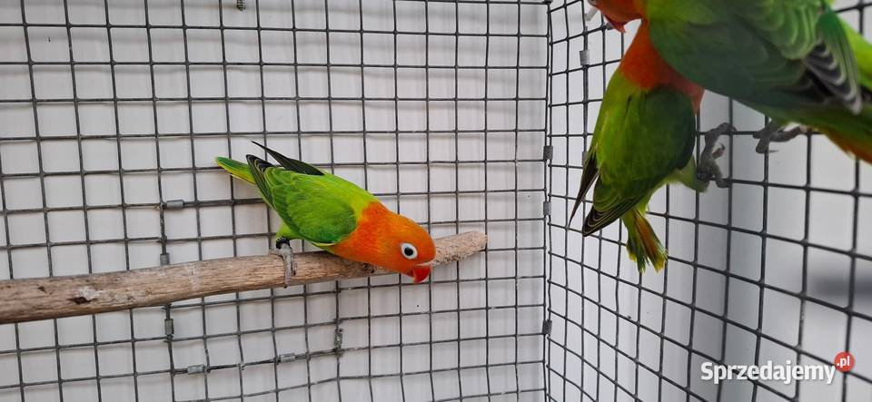 Nierozłączki Zakliczyn