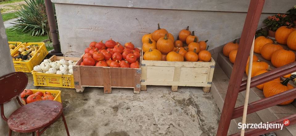 Dynia Halloween Hokkaido