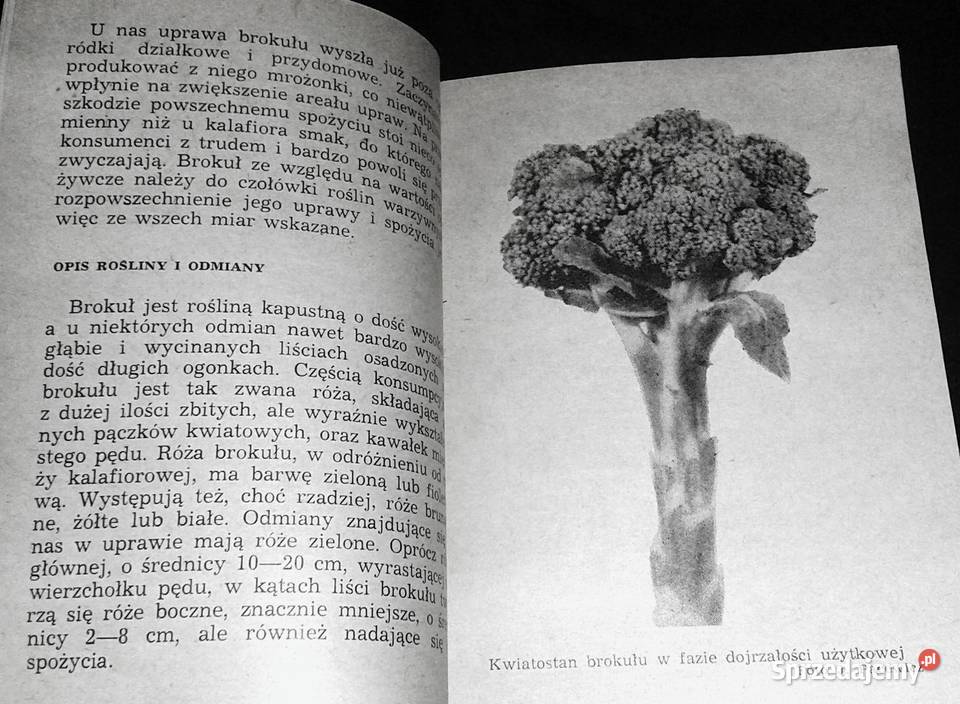 Kontraktujemy warzywa mało znane Roch sprzedam