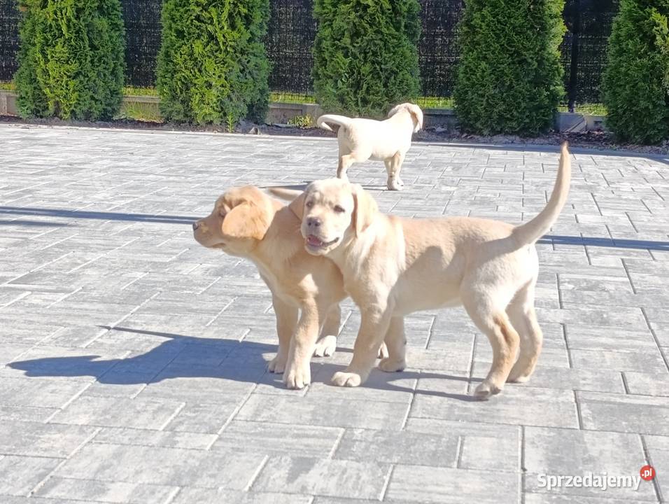 Labrador Milejowice