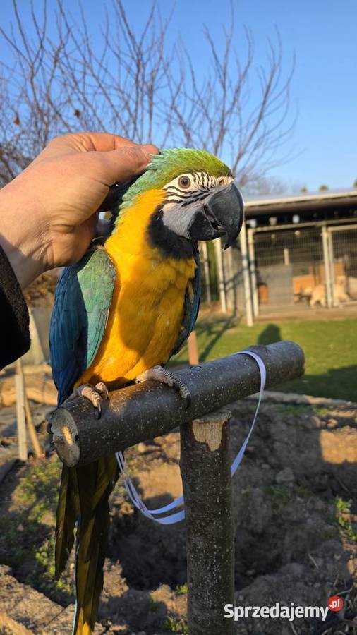 Ara ararauna Ornontowice