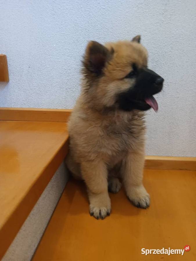 Eurasier szczeniak dziewczynka Krosno