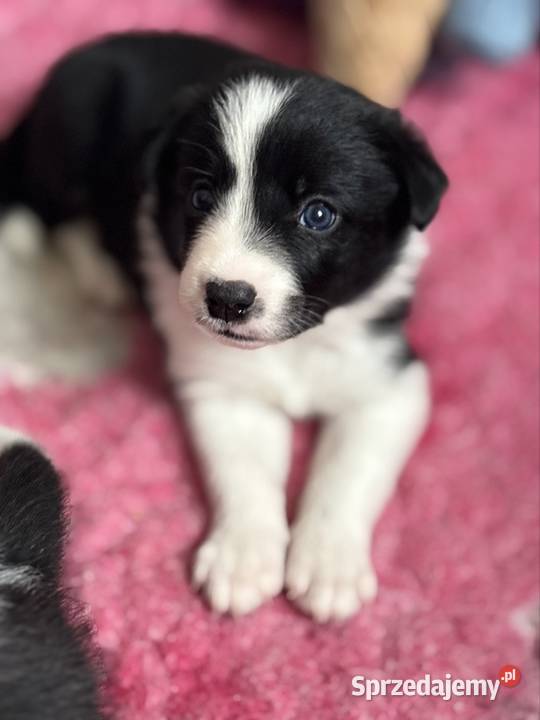 Szczenięta Border Collie FCI przebadanych Monkinie