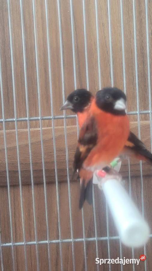 Czyzyki czerwone Ptaki Wieliczka