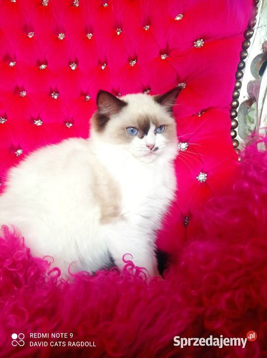 Ragdoll Kotka Seal bicolor FIFE FPL Wschowa