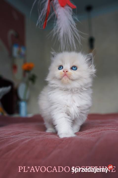 RAGDOLL przepiękne kocięta z hodowli AVOCADO Wrocław sprzedam