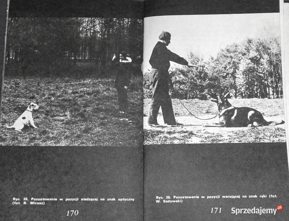 Amatorskie szkolenie psów Antoni Brzezicha Chełm
