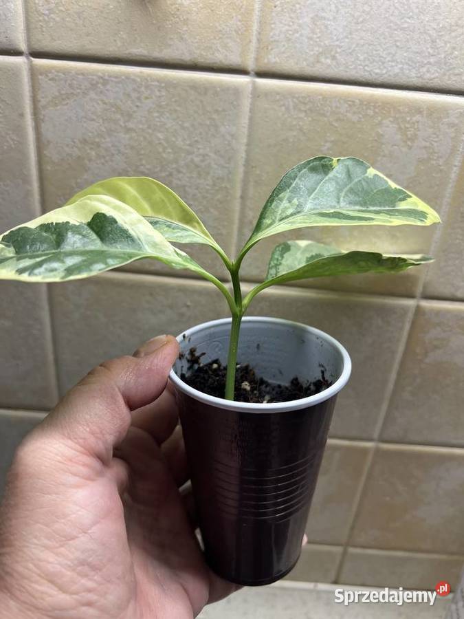 Pseuderanthemum roślina doniczkowa Warszawa sprzedam