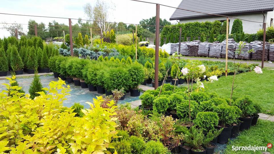 Świerk Koster Hoopsii niebieski szczepiony Rydzyny sprzedam