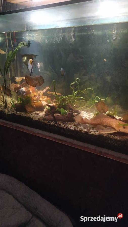 Glonojad zbrojnik złocisty Rybno