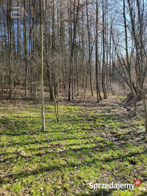 Działka 5000m2 Jazowa sprzedam