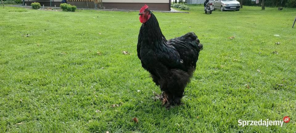 Kochin olbrzymi kogut lubelskie Tokarówka