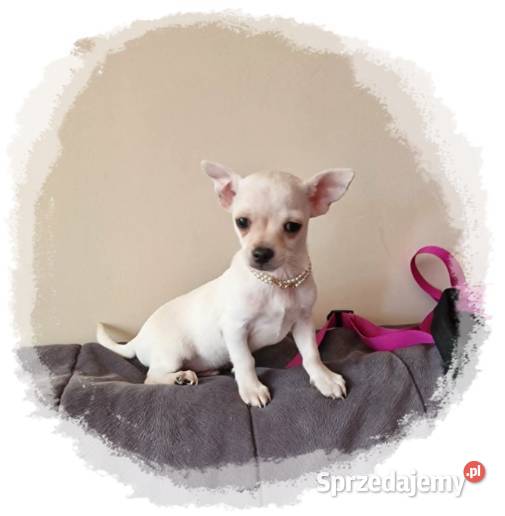 Chihuahua kremowo biały piesek Aramis