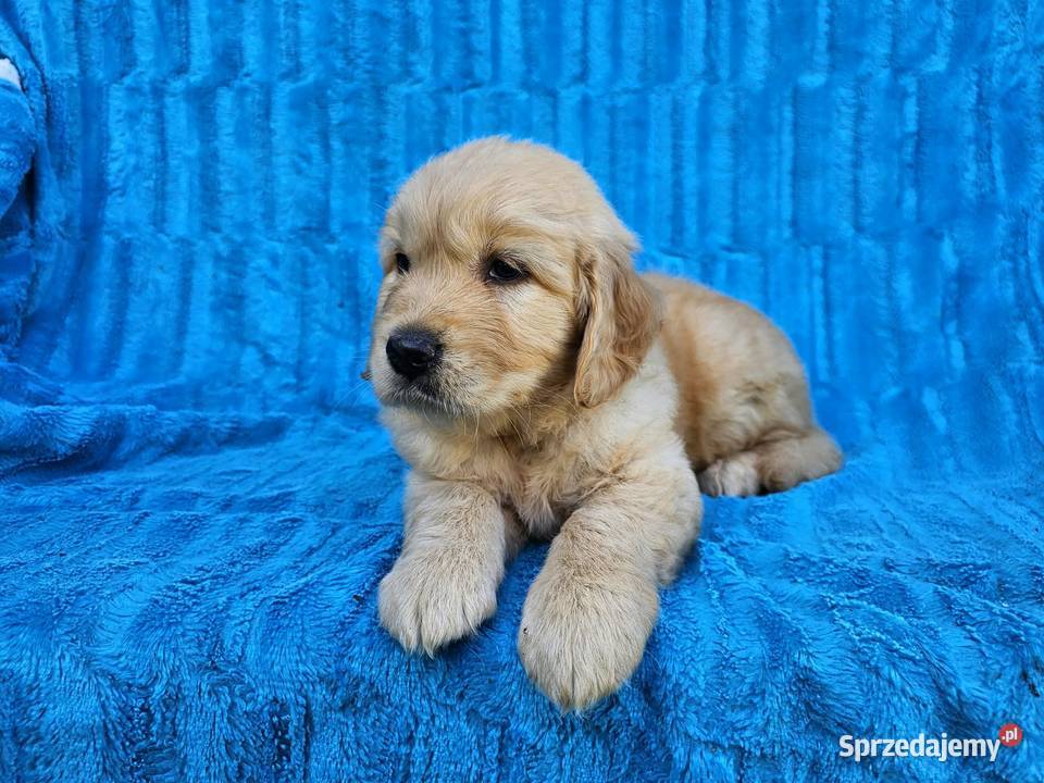 Golden Retriever złoty szczeniak Polesie