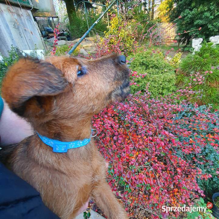 Terier irlandzki pomorskie Klonowo Dolne sprzedam