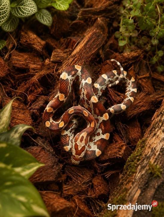 Wąż zbożowy Classic 100 het albino stripe śląskie Pisarzowice