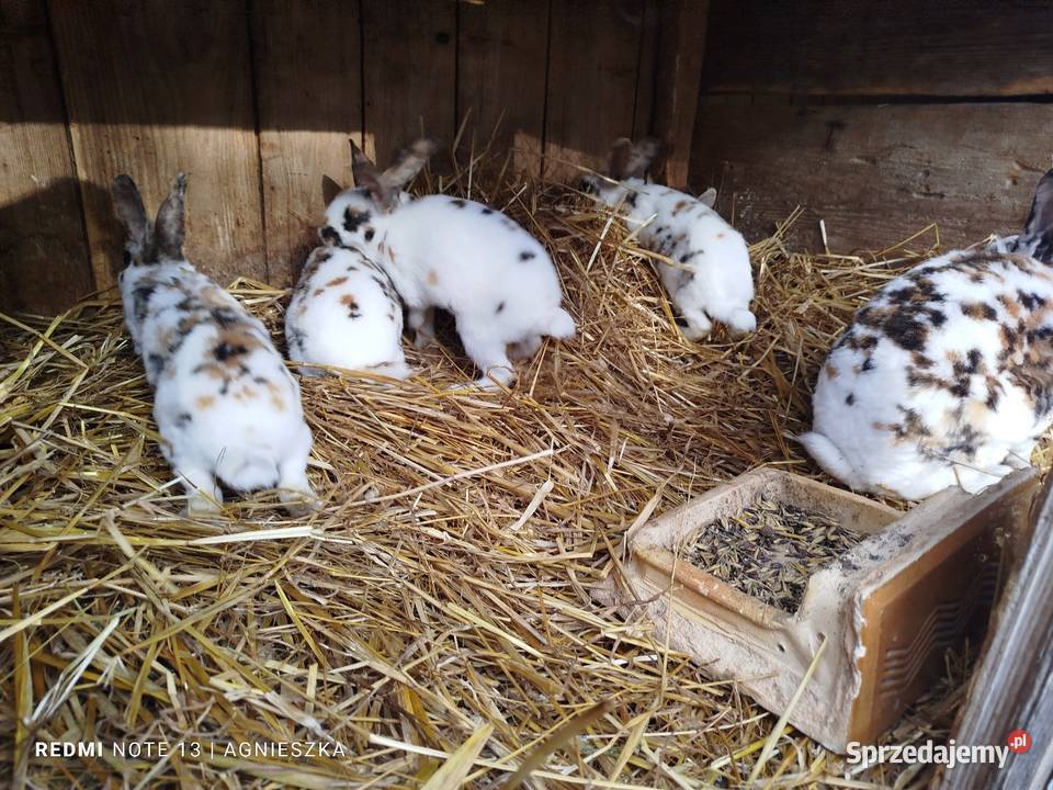 Rexy trojbarwne samce Dylągowa