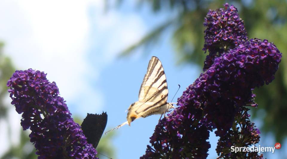 Budleja x2 kwiat motyli świetny