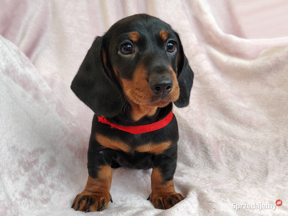 SAMIEC Jamnik krótkowłosy Czarny podpalany