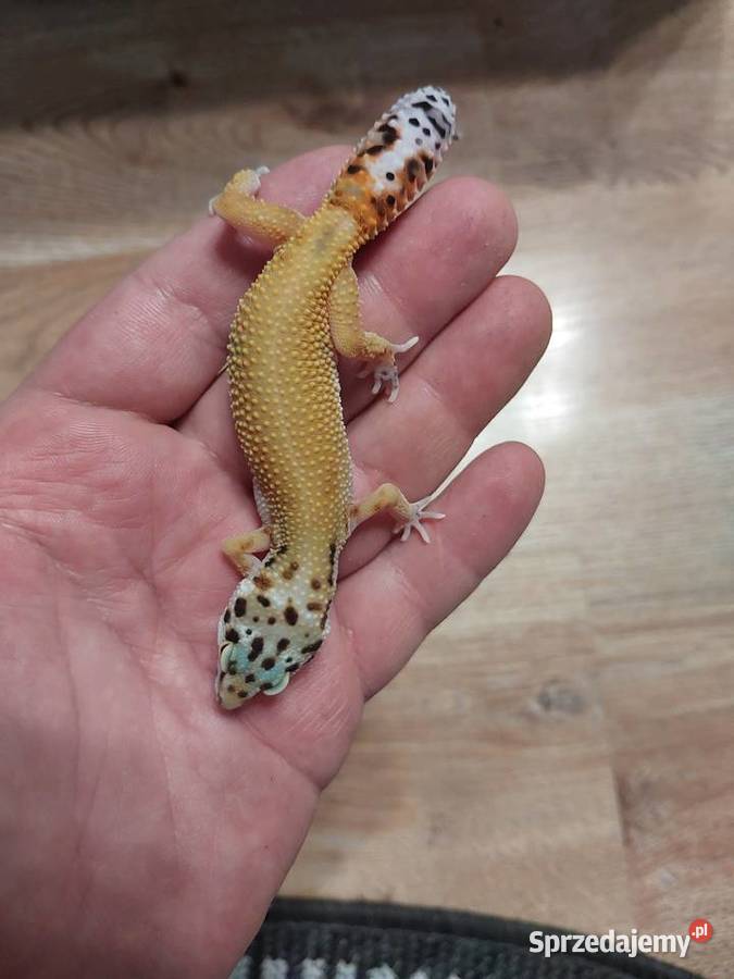 Gekony lamparcie Reda