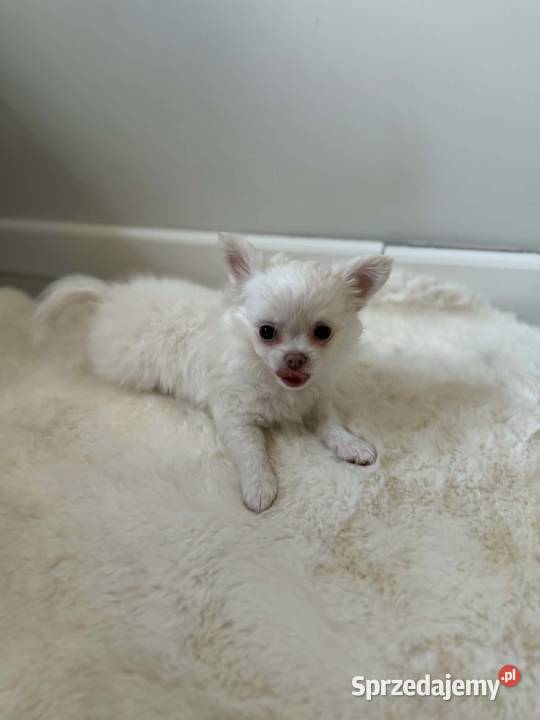 Biały długowłosy szczeniak rasy chihuahua szuka Poddębice