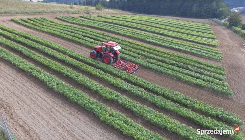 Winorośl Kiszmisz BU Duży beznasienny winogron