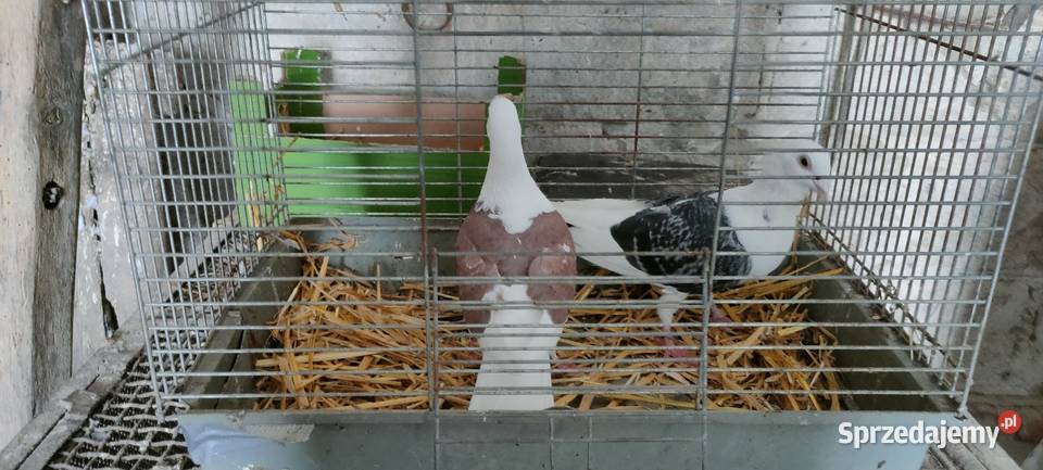 Samce slonskie tarczowe Tokarówka