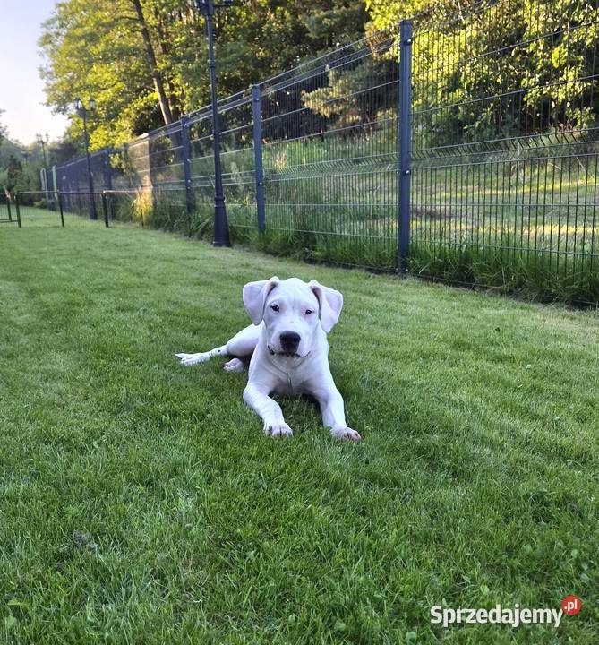Szczeniaki Dog Argentyński ZKwP FCI krycie Pozostałe Zwierzęta