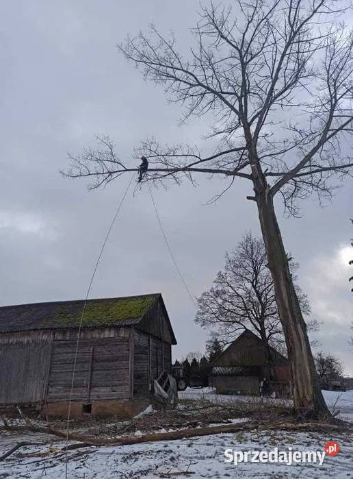 Wycinka drzew trudnych metodą arborystyczną Piaseczno