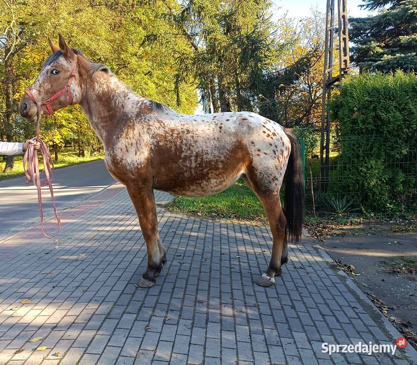 tarantowate klacze Oborniki
