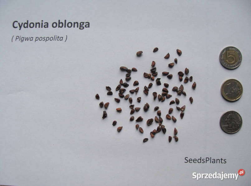 PIGWA POSPOLITA Cydonia oblonga NASIONA 600 Lubanie sprzedam