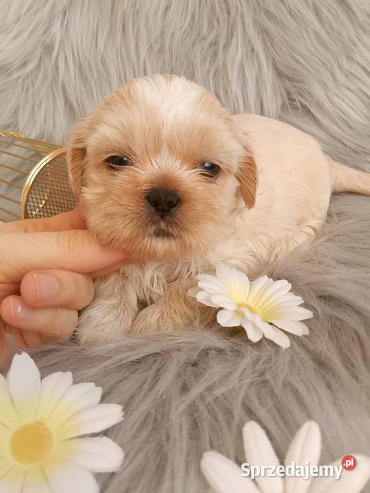 Suczka rasy ShihTzu Namysłów sprzedam