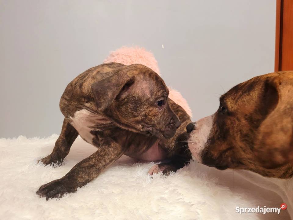 Cudny Szczeniak American Stafford Terier Kraków