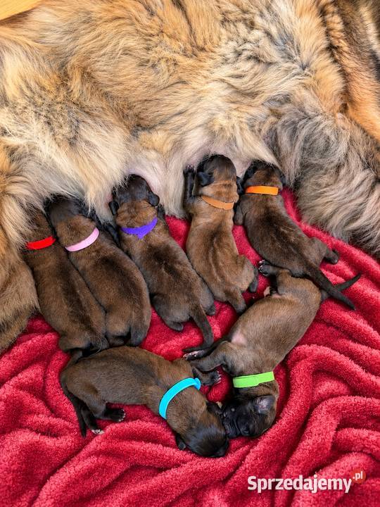 Leonberger leonberger– szczenięta ZKwP/FCI – hodowla SZACHAL