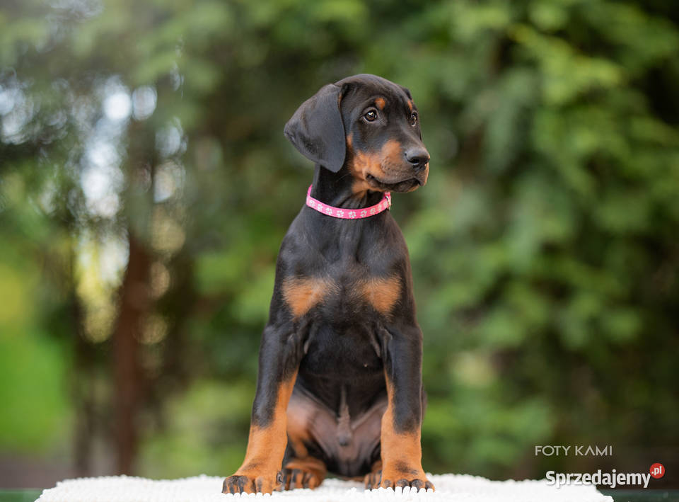 Doberman FCI Cudowne szczenięta Szczecin