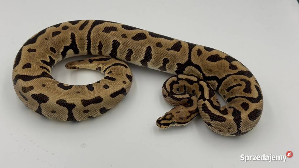 Fire spotnose Leopard 66het clown samica Chorzów